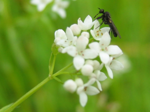 Galium palustre.jpeg © Kristian Peters -- Fabelfroh 08:10, 20 September 2006 (UTC)