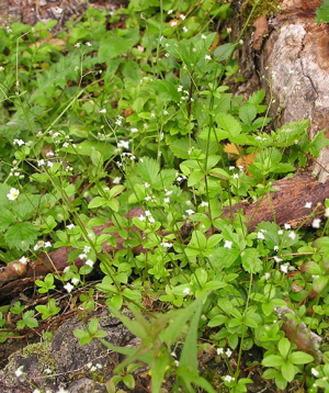Galium rotundifolium 2006.07.06 15.02.45-p7060182.jpg © Michael Becker