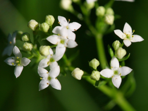 Galium harcynicum detail.jpeg © Kristian Peters -- Fabelfroh 08:01, 29 June 2007 (UTC)