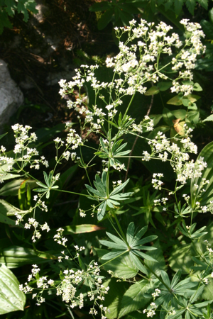 Galium sylvaticum (Wald-Labkraut) IMG 3333.JPG © HermannSchachner