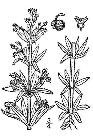 Galium tricornutum BB-1913.jpg © N. L. Britton & A. Brown