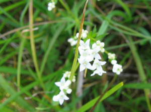 Galium uliginosum.jpeg © No machine-readable author provided. Fabelfroh assumed (based on copyright claims).