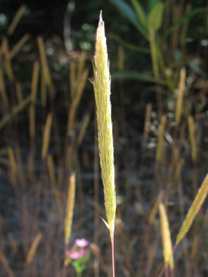 Gastridium ventricosum.jpeg © Robert Steers/NPS