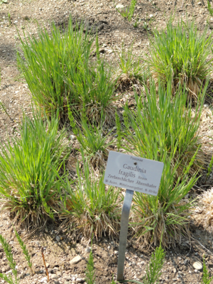 Gaudinia fragilis - Botanischer Garten München-Nymphenburg - DSC07884.JPG © Daderot