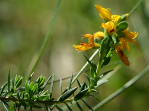 Genista anglica.jpeg © Kristian Peters -- Fabelfroh 11:04, 8 May 2007 (UTC)