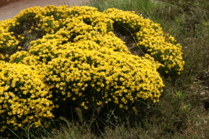 Genista-germanica-habitus.jpg © Sten Porse