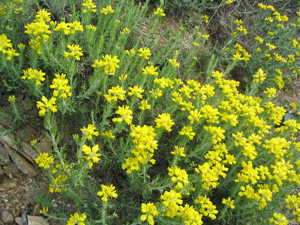 Genista hispanica2.jpg © Commons