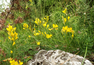 Genista sagittalis 110605.jpg © Bernd Haynold