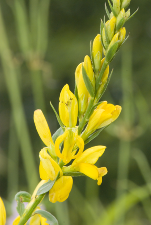 Genista tinctoria coteau-charteves 02 23062007 6.jpg © Olivier Pichard