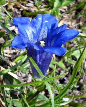 Gentiana-clusii-ClusiusEnzian.jpg © Commons