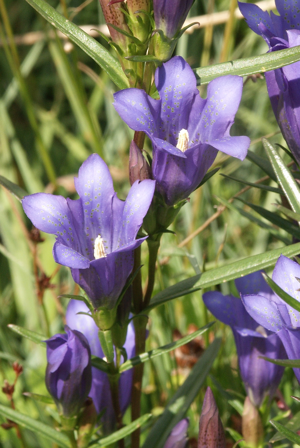 Gentiana pneumonanthe 130805a.jpg © Bernd Haynold