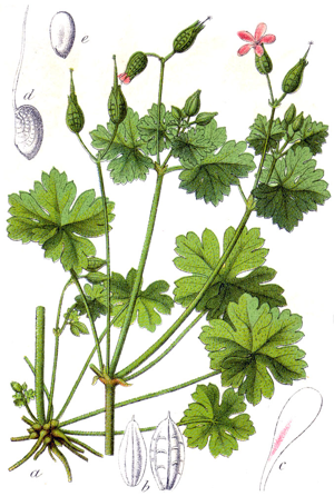 Geranium lucidum Sturm6.jpg © Johann Georg Sturm (Painter: Jacob Sturm)