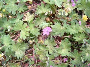 Geranium rotundifolium01.jpg © Commons