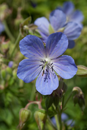 Geranium pratense (Meadow Cranesbill).jpg © Julie Anne Workman