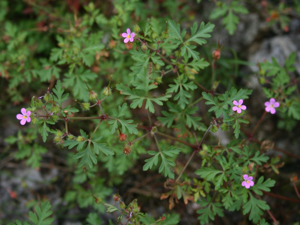 Geranium purpureum 3.jpg © Franz Xaver