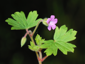 Geranium February 2008-3.jpg © Alvesgaspar