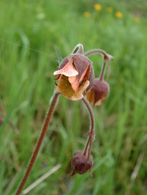 Geum rivale01.jpg © Commons