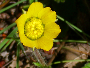 Geum sylvaticum EnfoqueFlor 2012-4-22 SierraMadrona.jpg © Javier martin