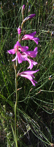 Gladiolus italicus Camí HV1.JPG © Victor M. Vicente Selvas