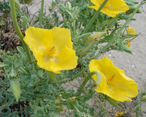 Glaucium flavum03.jpg © Commons