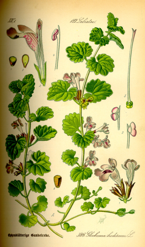 Illustration Glechoma hederacea0.jpg © Commons