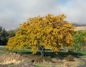 Gleditsia triacanthos Maryhill Museum 01.jpg © Kevmin