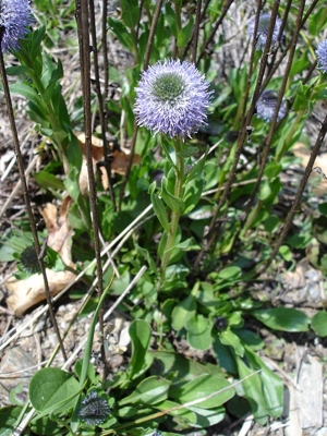 Globularia vulgaris01.jpg © Commons