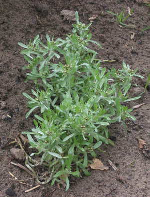 Moerasdroogbloem plant Gnaphalium uliginosum (1).jpg © Rasbak
