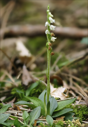 Goodyera repens (habitus).jpg © Hans Hillewaert