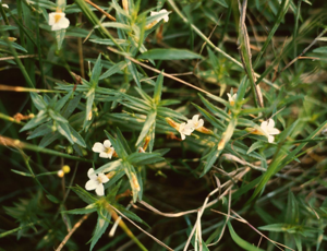 Gratiola officinalis3.jpg © Franz Xaver