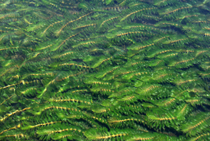 Groenlandia densa 01 by-dpc.jpg © David Perez