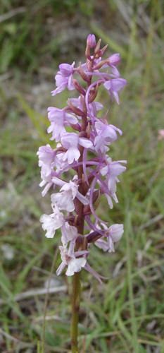 GymnadeniaConopsea.jpg © The original uploader was (Automated conversion) at English Wikipedia