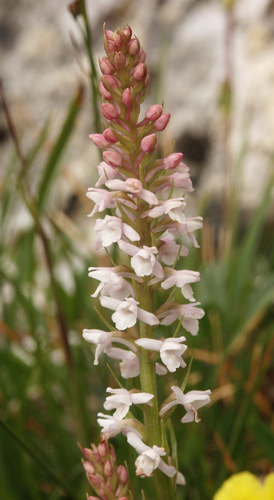 Gymnadenia odoratissima 090705.jpg © Bernd Haynold