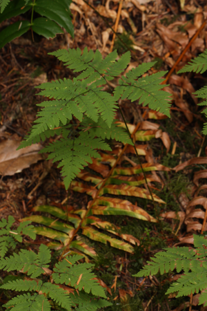 Gymnocarpium dryopteris 0318.JPG © Walter Siegmund (talk)