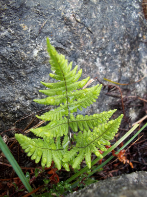 Gymnocarpium robertianum, Ireland.jpg © Wolffia
