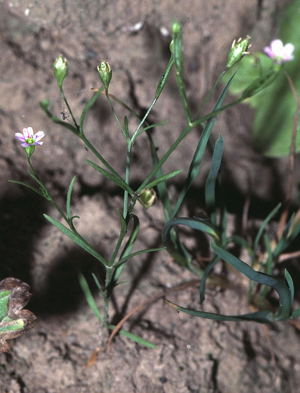 Gypsophila muralis1 eF.jpg © Commons