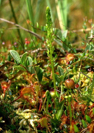 Hammarbya paludosa Niedersachsen 01.jpg © Orchi