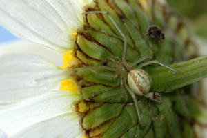 Enoplognatha.ovata.female.jpg © James K. Lindsey