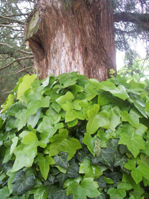 Ivycoveredtree.jpg © Queerbubbles