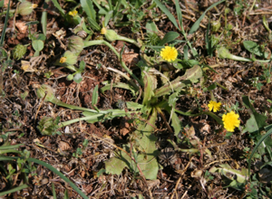 Hedypnois cretica.jpg © Franz Xaver