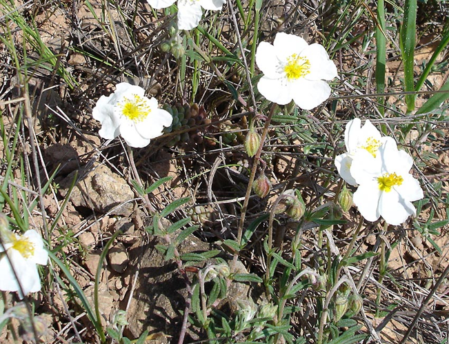 Helianthemum apenninum1.jpg &copy; Commons