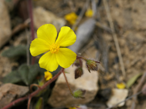 Helianthemum hirtum.jpg © Hans Hillewaert