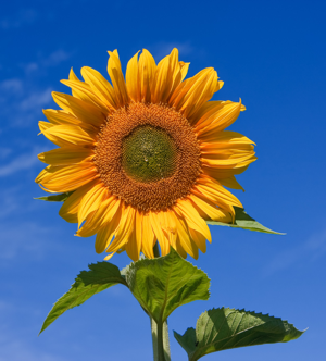Sunflower sky backdrop.jpg © Fir0002