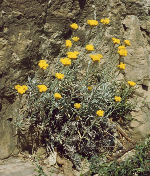 Helichrysum stoechas barrelieri 1.jpg © Franz Xaver