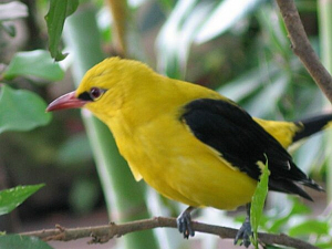 Oriole 2.jpg © Commons