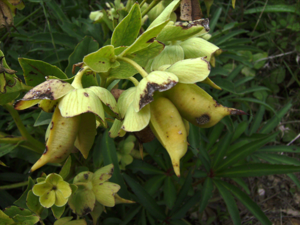 Follicles of Helleborus foetidus.JPG © Victor M. Vicente Selvas