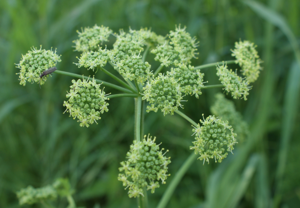Heracleum sibiricum kz1.jpg © Kenraiz Krzysztof Ziarnek