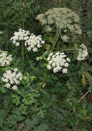 HeracleumSphondylium2.jpg © Christian Fischer