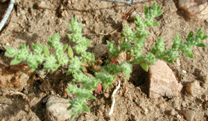 Herniaria hirsuta cinerea.jpg © Mike