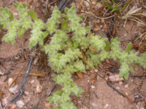 Herniaria hirsuta cineria BLM-1.jpg © Commons